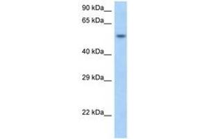 anti-Small Nuclear RNA Activating Complex, Polypeptide 1, 43kDa (SNAPC1) (N-Term) antibody