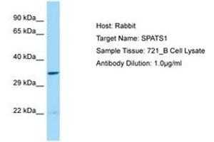 SPATS1 抗体  (AA 21-70)
