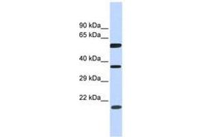 Image no. 1 for anti-5'-Nucleotidase Domain Containing 1 (NT5DC1) (AA 107-156) antibody (ABIN6743843)