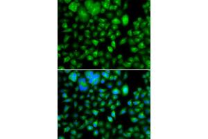 Immunofluorescence analysis of A549 cells using METTL7B antibody (ABIN5974333). (METTL7B Antikörper)
