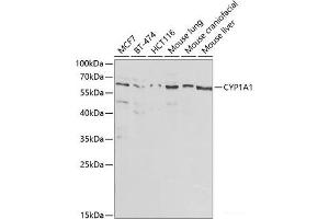 Western blot analysis of extracts of various cell lines using CYP1A1 Polyclonal Antibody at dilution of 1:1000. (CYP1A1 Antikörper)