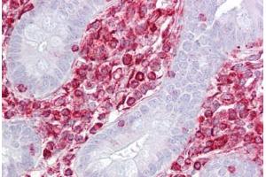 Anti-RACK1 antibody IHC staining of human small intestine. (GNB2L1 Antikörper  (AA 71-120))