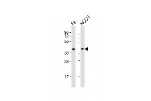 All lanes : Anti-Rnf2 Antibody (Center) at 1:2000 dilution Lane 1: F9 whole cell lysates Lane 2: NCCIT whole cell lysates Lysates/proteins at 20 μg per lane.