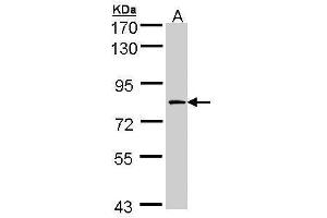 WB Image Sample (30 ug of whole cell lysate) A:H1299 7. (F13A1 Antikörper  (N-Term))