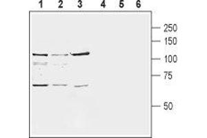 Western blot analysis of rat brain membranes (lanes 1 and 4), mouse brain membranes (lanes 2 and 5) and human SH-SY5Y neuroblastoma cell line lysate (lanes 3 and 6): - 1-3. (GRM8 Antikörper  (Extracellular, N-Term))