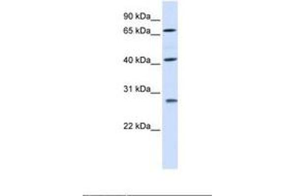 RDM1 抗体  (AA 110-159)