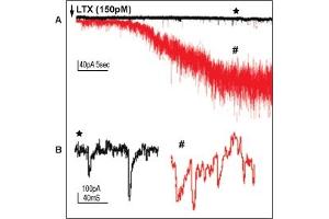 α-Latrotoxin elicits synaptic transmission. (alpha-Latrotoxin Protein)