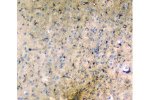 IHC analysis of LRTOMT using anti-LRTOMT antibody (ABIN7602986). (Leucine Rich Transmembrane and 0-Methyltransferase Domain Containing (LRTOMT) (Middle Region) Antikörper)