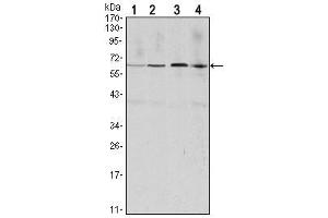 Western Blot showing CCNB1 antibody used against Hela (1), Jurkat (2), K562 (3) and PC-12 (4) cell lysate. (Cyclin B1 Antikörper)