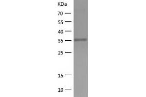 Western Blotting (WB) image for ELAV (Embryonic Lethal, Abnormal Vision, Drosophila)-Like 2 (Hu Antigen B) (ELAVL2) (AA 1-346) protein (His tag) (ABIN7122758)