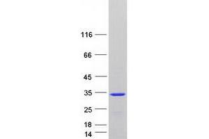 Validation with Western Blot (MBP Protein (Transcript Variant 1) (Myc-DYKDDDDK Tag))