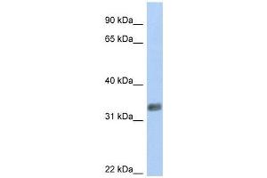 PURG antibody used at 0. (PURG Antikörper  (N-Term))