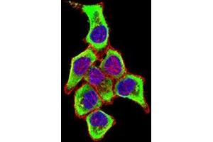 Immunofluorescence analysis of Hela cells using CD169 mouse mAb (green). (Sialoadhesin/CD169 Antikörper  (AA 20-197))