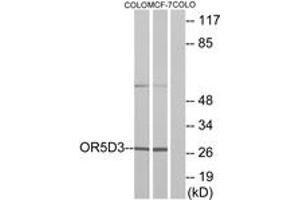 Western blot analysis of extracts from COLO205 cells/MCF-7 cells, using OR5D3 Antibody. (OR5D3P Antikörper  (AA 148-197))