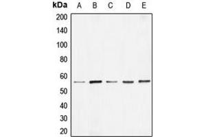 Western blot analysis of BMP7 expression in HEK293T (A), Raw264. (BMP7 Antikörper  (Center))