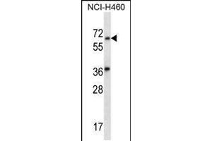 anti-Leucine Rich Repeat and Ig Domain Containing 3 (LINGO3) (AA 395-424), (C-Term) antibody
