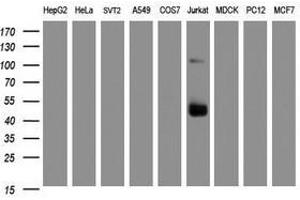 Image no. 5 for anti-CD2 (CD2) antibody (ABIN1497193) (CD2 Antikörper)