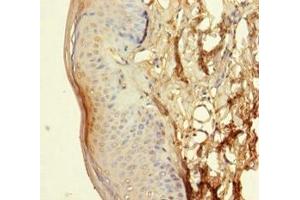 Immunohistochemistry of paraffin-embedded human skin tissue using ABIN7162097 at dilution of 1:100 (FAM55C Antikörper  (AA 31-559))