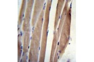 Formalin fixed, paraffin embedded human skeletal muscle stained with POLR2J Antibody (C-Term) followed by peroxidase conjugation of the secondary antibody and DAB staining (POLR2J Antikörper  (C-Term))