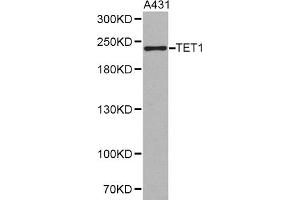 Western blot analysis of extracts of A-431 cells, using TET1 antibody (ABIN1875060). (TET1 Antikörper)