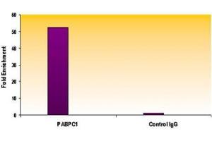 Histone H3 trimethyl Lys4 antibody tested by ChIP analysis.