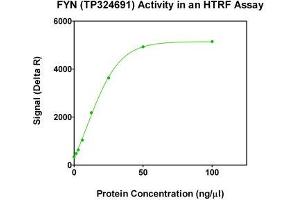 Activity Assay (AcA) image for FYN Oncogene Related To SRC, FGR, YES (FYN) (Transcript Variant 1) (Active) protein (Myc-DYKDDDDK Tag) (ABIN2721482)