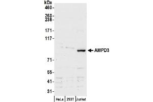 anti-Adenosine Monophosphate Deaminase 3 (AMPD3) (AA 1-50) antibody