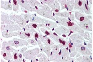Human Heart (formalin-fixed, paraffin-embedded) stained with Histone H2B antibody ABIN291581 at 5 ug/ml followed by biotinylated goat anti-rabbit IgG secondary antibody ABIN481713, alkaline phosphatase-streptavidin and chromogen. (Histone H2B Antikörper  (AA 111-125))