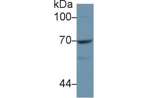Detection of CD73 in Mouse Cerebrum lysate using Polyclonal Antibody to Cluster Of Differentiation 73 (CD73) (CD73 Antikörper  (AA 29-500))