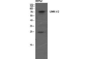 Western Blot (WB) analysis of HepG2 using LIMK-1/2 Polyclonal Antibody. (LIMK-1/2 (Ser104) Antikörper)