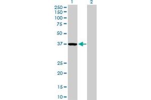 Western Blot analysis of ZWINT expression in transfected 293T cell line by ZWINT MaxPab polyclonal antibody.