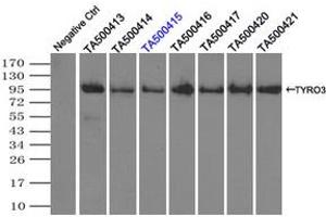 Image no. 1 for anti-TYRO3 Protein Tyrosine Kinase (TYRO3) antibody (ABIN1501603) (TYRO3 Antikörper)