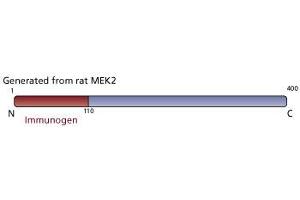 Image no. 3 for anti-Mitogen-Activated Protein Kinase Kinase 2 (MAP2K2) (AA 1-110) antibody (ABIN967846) (MEK2 Antikörper  (AA 1-110))