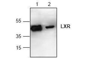 Image no. 1 for anti-Nuclear Receptor Subfamily 1, Group H, Member 2 (NR1H2) antibody (ABIN127272) (NR1H2 Antikörper)
