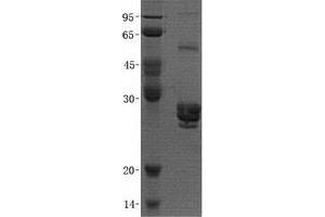 Validation with Western Blot (PAFAH1B2 Protein (Transcript Variant 2) (His tag))