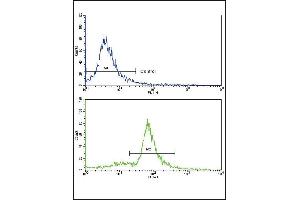 Flow cytometric analysis of ATDC5 cells using MCCC2 Antibody (Center) (bottom histogram) compared to a negative control cell (top histogram). (MCCC2 Antikörper  (AA 163-189))