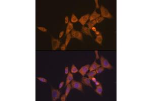 Immunofluorescence analysis of NIH-3T3 cells using  Rabbit mAb (ABIN7265787) at dilution of 1:100 (40x lens). (ATG10 Antikörper)