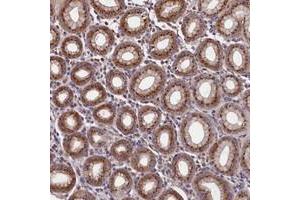 Immunohistochemical staining of human stomach with TMEM181 polyclonal antibody  shows strong cytoplasmic positivity, with a granular pattern in glandular cells. (TMEM181 Antikörper)