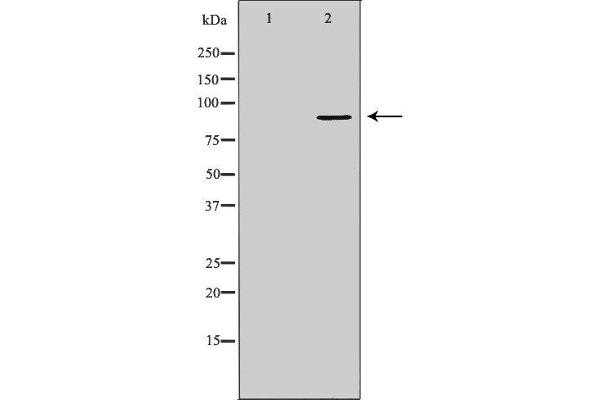 TNFAIP3 Antikörper  (Internal Region)