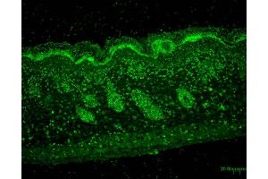 Immunohistochemistry analysis using Mouse Anti-Erp57 Monoclonal Antibody, Clone Map. (PDIA3 Antikörper  (PerCP))