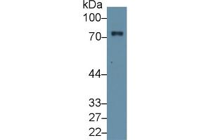 Western Blot; Sample: Mouse Liver lysate; Primary Ab: 1µg/ml Rabbit Anti-Mouse F2 Antibody Second Ab: 0. (Prothrombin Antikörper  (AA 44-200))