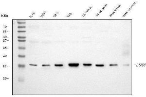 Western blot analysis of LSM8 using anti-LSM8 antibody (ABIN7599578). (NAA38 Antikörper  (AA 1-96))