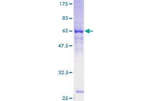 LGALS12 Protein (AA 1-336) (GST tag)