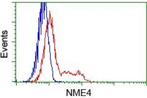 Image no. 7 for anti-NME/NM23 Nucleoside Diphosphate Kinase 4 (NME4) antibody (ABIN1499775) (NME4 Antikörper)