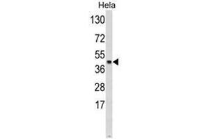Western blot analysis of SKP2 Antibody (Center) in Hela cell line lysates (35ug/lane). (SKP2 Antikörper  (Middle Region))