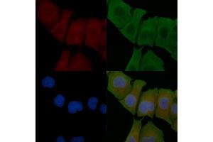 ABIN6257634 and ABIN6274771 staining Hela cells by IF/ICC. (RPL18 Antikörper  (C-Term))