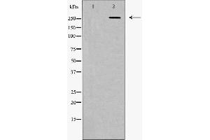 Western blot analysis of Fibronectin 1 expression in HeLa cells. (Fibronectin 1 Antikörper  (C-Term))