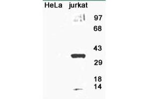 Image no. 1 for anti-8-Oxoguanine DNA Glycosylase (OGG1) (AA 1-100), (N-Term) antibody (ABIN363384) (OGG1 Antikörper  (N-Term))