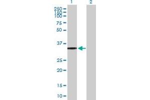 Western Blot analysis of P2RY8 expression in transfected 293T cell line by P2RY8 MaxPab polyclonal antibody. (P2RY8 Antikörper  (AA 1-359))