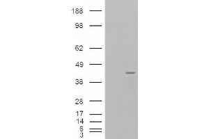 HEK293 overexpressing P40PHOX (ABIN5453785) and probed with ABIN190755 (mock transfection in first lane).